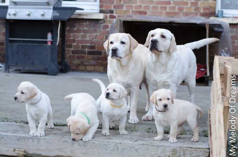 Of My Melody Of Dreams - Labrador Retriever - Portée née le 27/11/2015