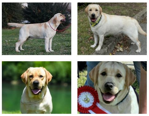 Les bébés de Twinie et Pablo Ch Prince Caspian sont arrivés