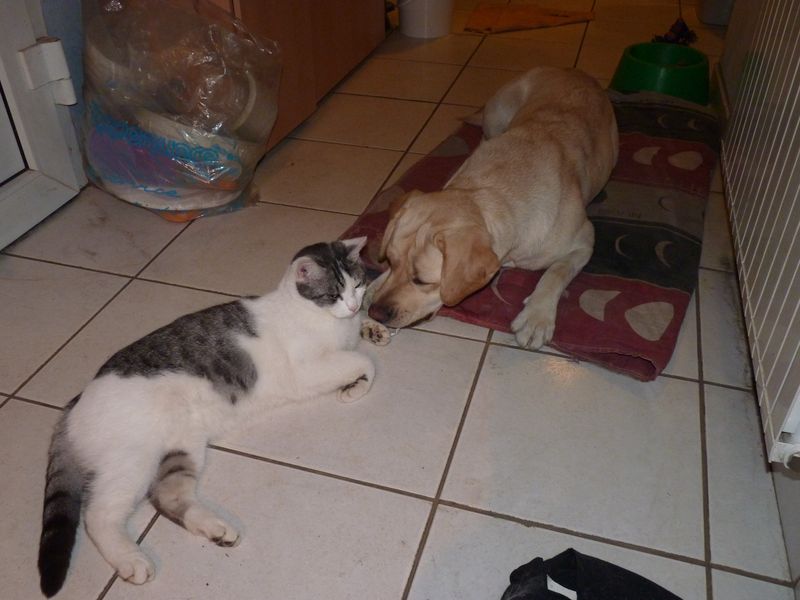 Emmie et ses amis