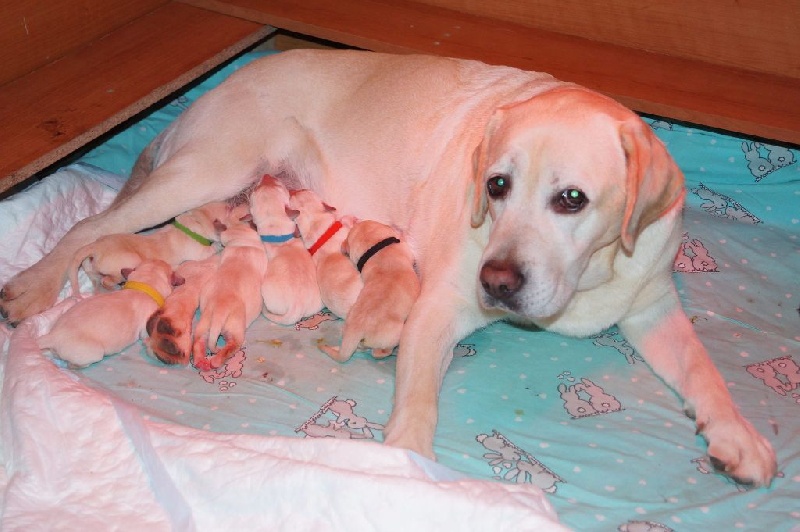 Emmie et ses bébés en 2015