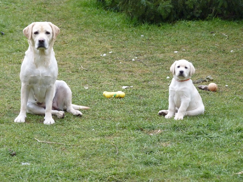 Emmie et ses bébés en 2013