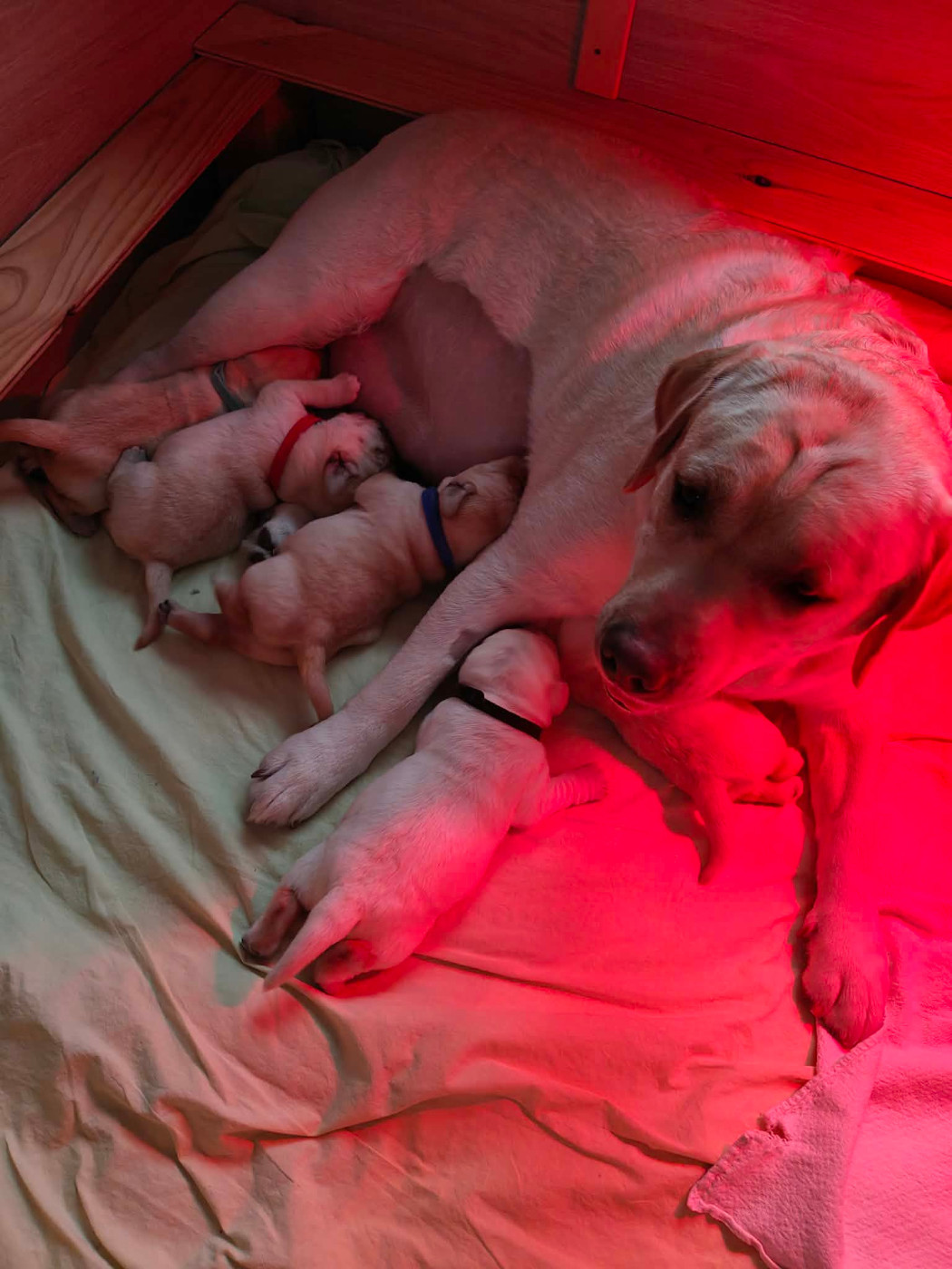 Chiot Labrador Retriever Of My Melody Of Dreams