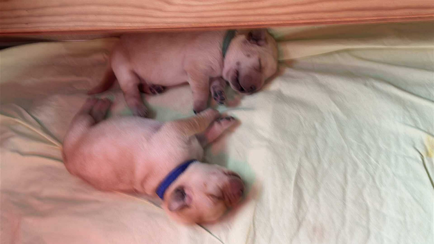 Of My Melody Of Dreams - Chiots disponibles - Labrador Retriever