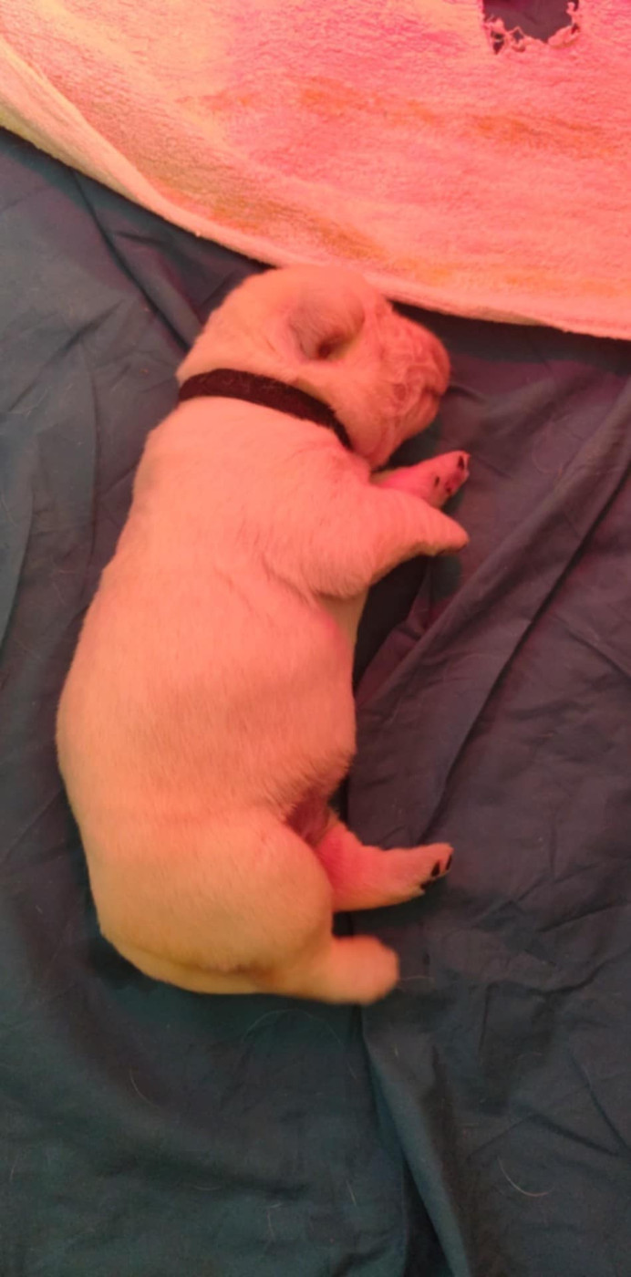 Of My Melody Of Dreams - Chiots disponibles - Labrador Retriever